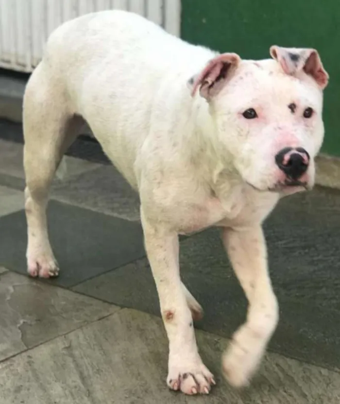 Cachorro raça Pit bull idade 2 anos nome Boneca