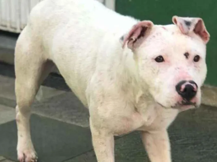 Cachorro raça Pit bull idade 2 anos nome Boneca