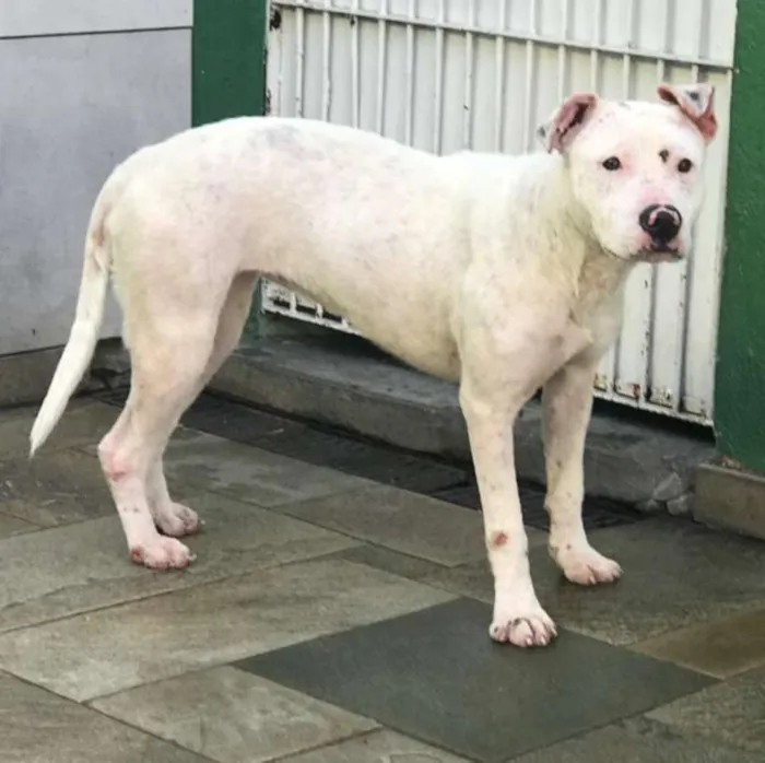 Cachorro raça Pit bull idade 2 anos nome Boneca