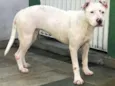 Cachorro raça Pit bull idade 2 anos nome Boneca