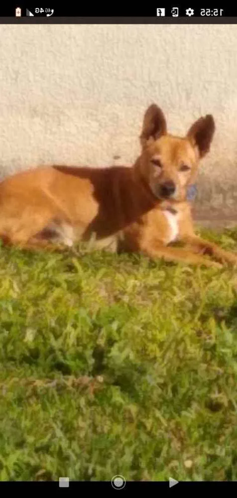 Cachorro ra a  idade 7 a 11 meses nome Toquinho