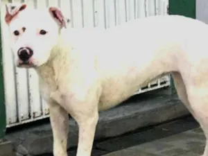 Cachorro raça Pit bull idade 2 anos nome Boneca