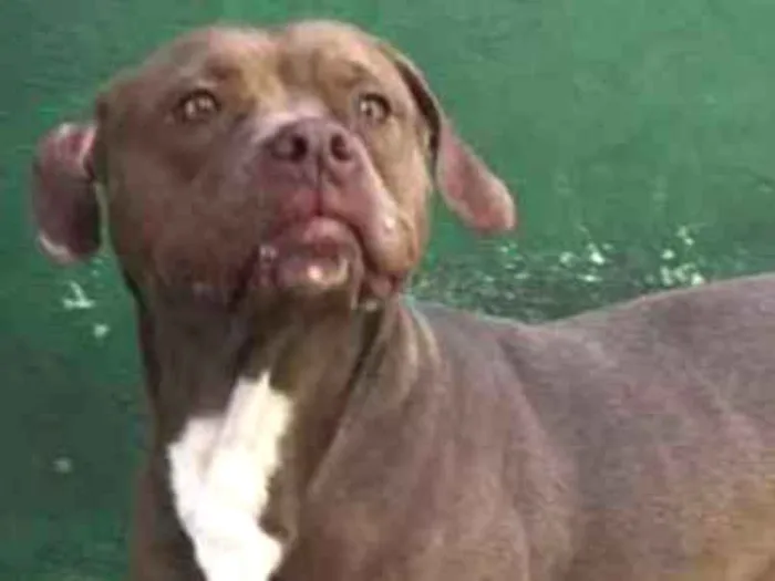 Cachorro ra a Pit bull idade 3 anos nome Bárbara 