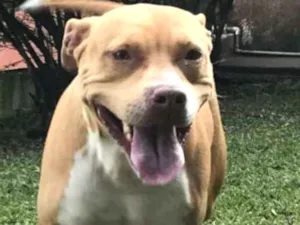 Cachorro raça Pit bull idade 4 anos nome Babi