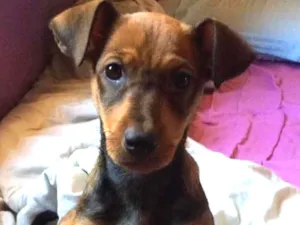 Cachorro raça SRD idade 2 a 6 meses nome Filhote sem nome