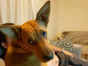 Cachorro raça Charpei com vira lata  idade 1 ano nome Scooby 