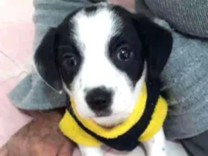 Cachorro raça Srd idade 2 a 6 meses nome Kiara