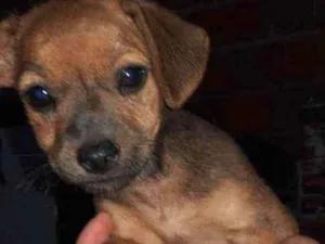 Cachorro raça Mestiço basset idade Abaixo de 2 meses nome Sem nome