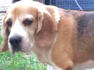 Cachorro raça Beagle idade 6 ou mais anos nome Luke