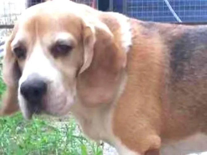 Cachorro ra a Beagle idade 6 ou mais anos nome Luke