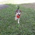 Laika
