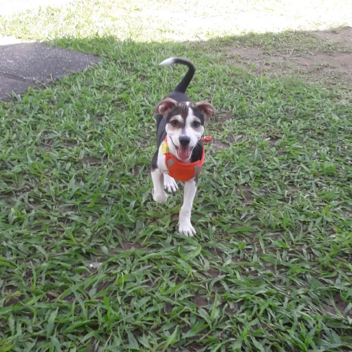 Cachorro ra a Mestiço idade 2 a 6 meses nome Laika