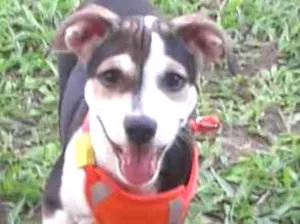 Cachorro raça Mestiço idade 2 a 6 meses nome Laika
