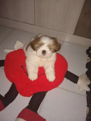 Cachorro raça Shitzu idade 2 a 6 meses nome Theo