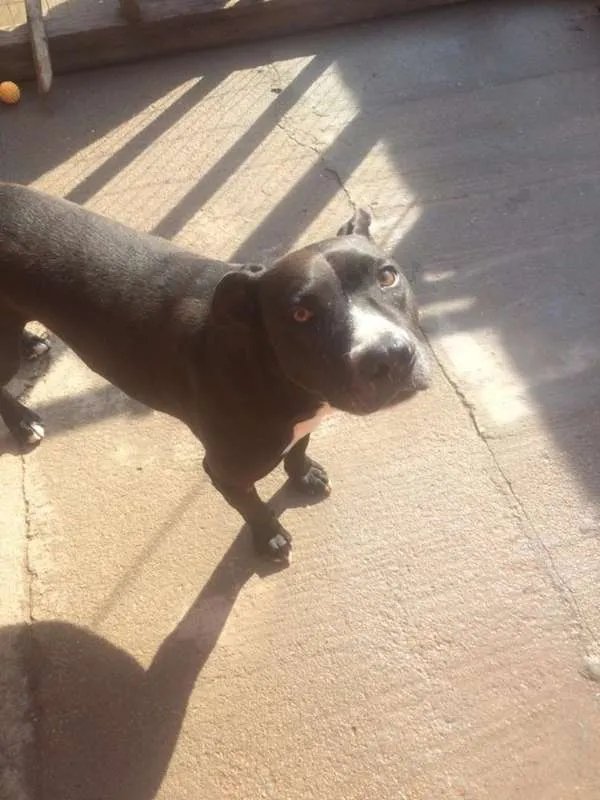 Cachorro ra a Pitbull idade 2 anos nome Mateus