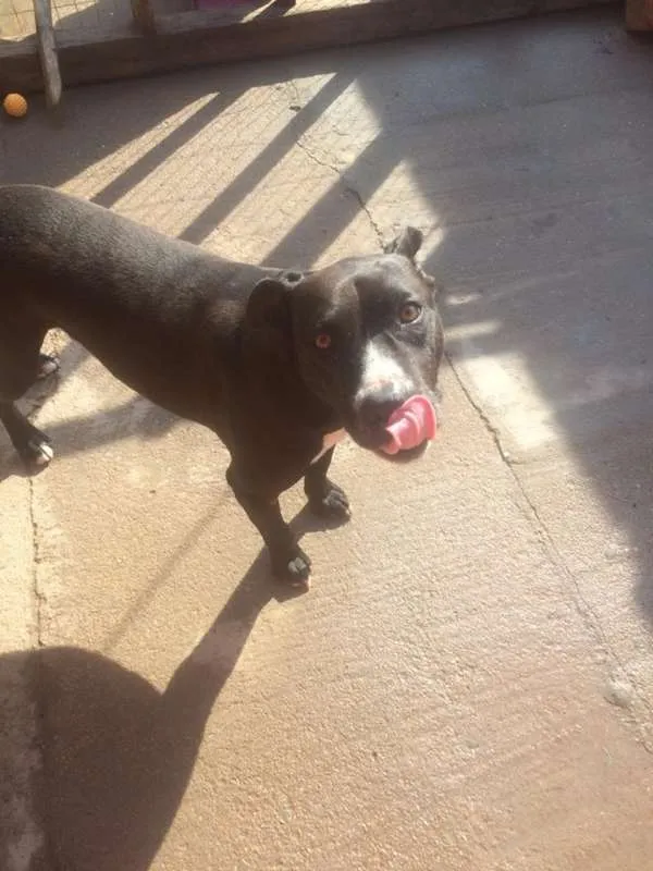 Cachorro ra a Pitbull idade 2 anos nome Mateus