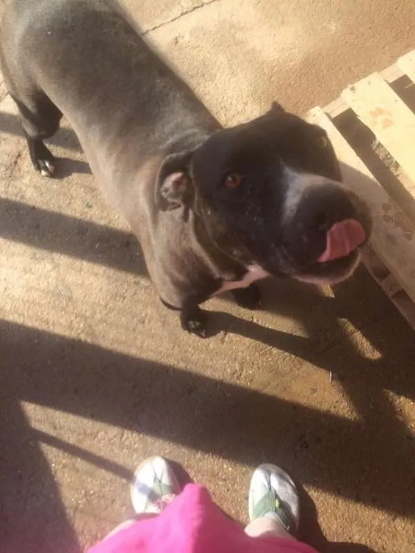 Cachorro ra a Pitbull idade 2 anos nome Mateus