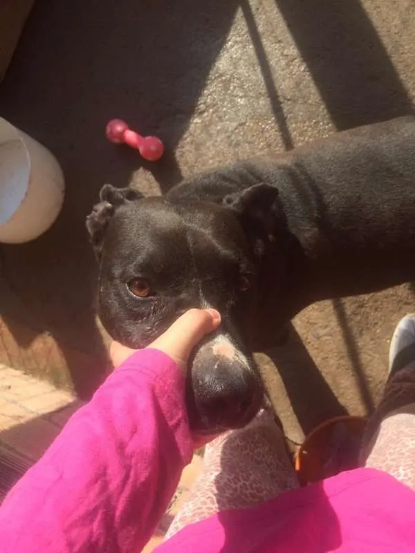 Cachorro ra a Pitbull idade 2 anos nome Mateus