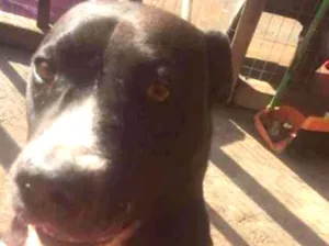 Cachorro raça Pitbull idade 2 anos nome Mateus
