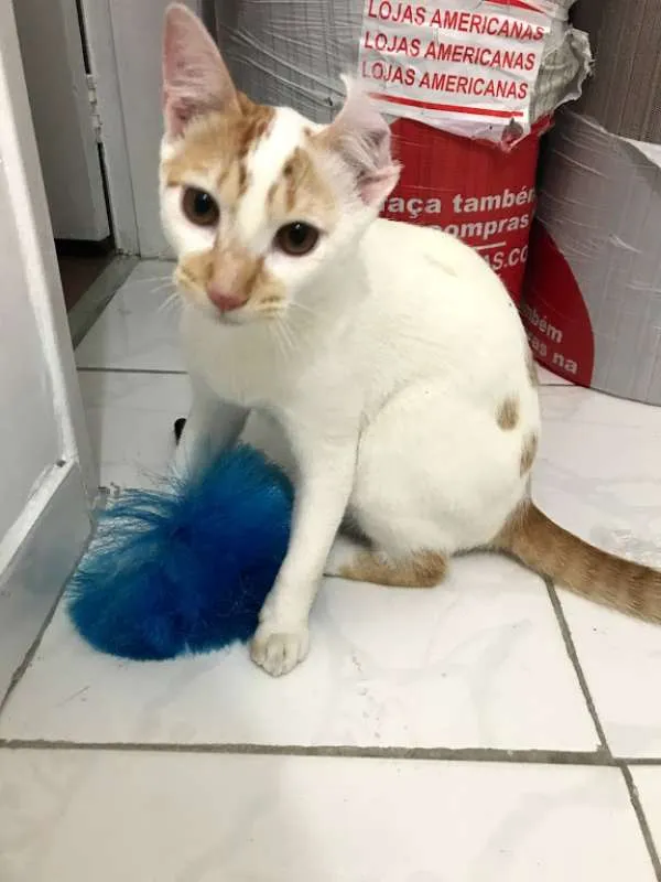 Gato ra a  idade 2 a 6 meses nome Julinho
