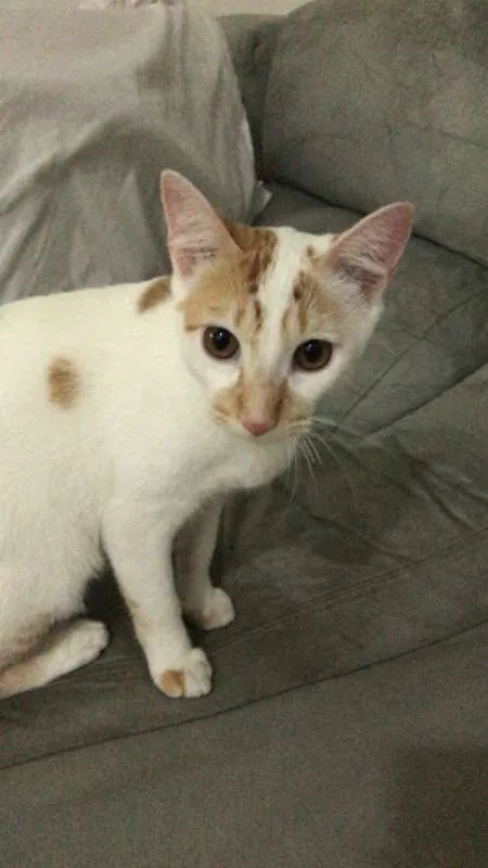 Gato ra a  idade 2 a 6 meses nome Julinho