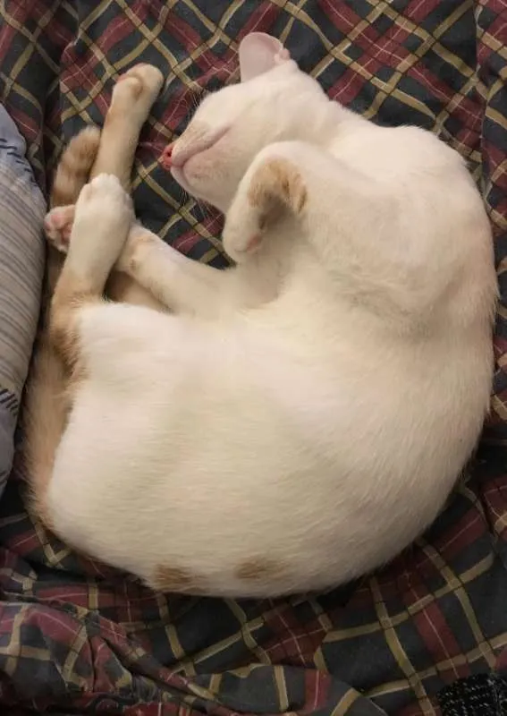 Gato ra a  idade 2 a 6 meses nome Julinho