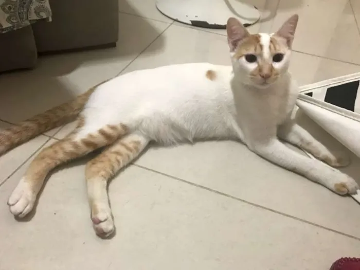 Gato ra a  idade 2 a 6 meses nome Julinho