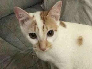 Gato raça  idade 2 a 6 meses nome Julinho