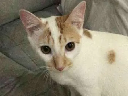 Gato ra a  idade 2 a 6 meses nome Julinho