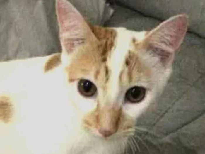 Gato ra a  idade 2 a 6 meses nome Julinho