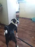 Duke