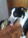Duke