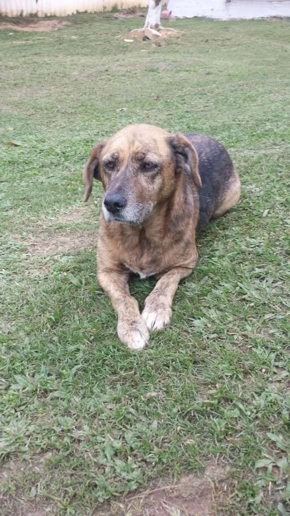 Cachorro ra a srd idade 6 ou mais anos nome Mel