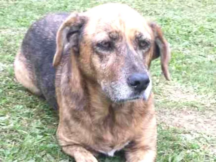 Cachorro ra a srd idade 6 ou mais anos nome Mel