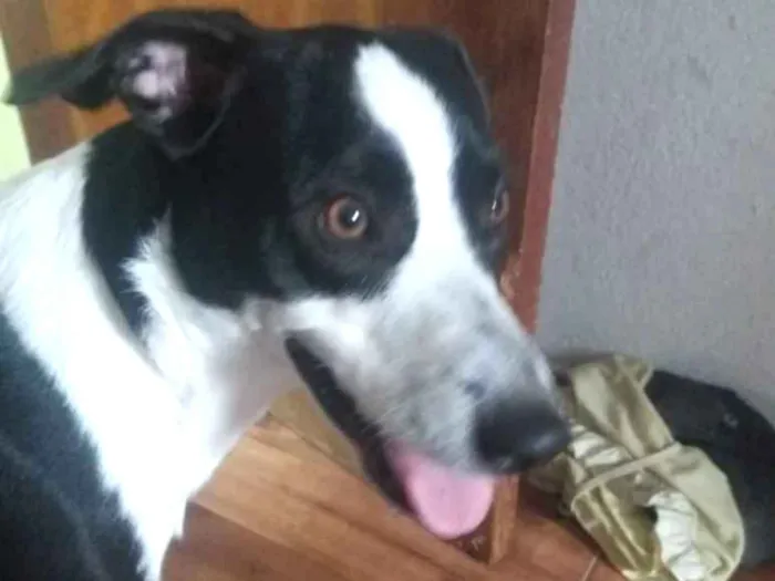Cachorro ra a Viralata idade 2 anos nome Duke