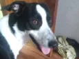 Duke