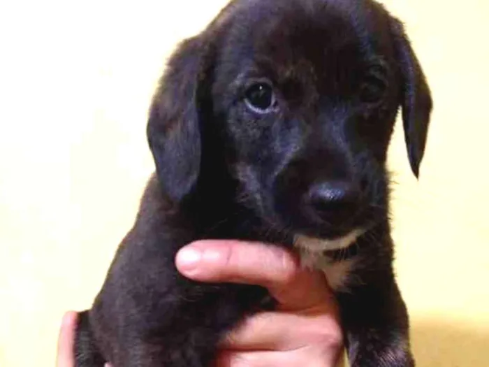 Cachorro ra a Srd idade 2 a 6 meses nome Kiko