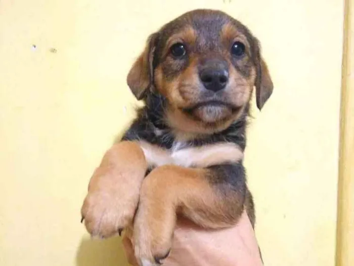 Cachorro ra a Srd idade 2 a 6 meses nome Kim