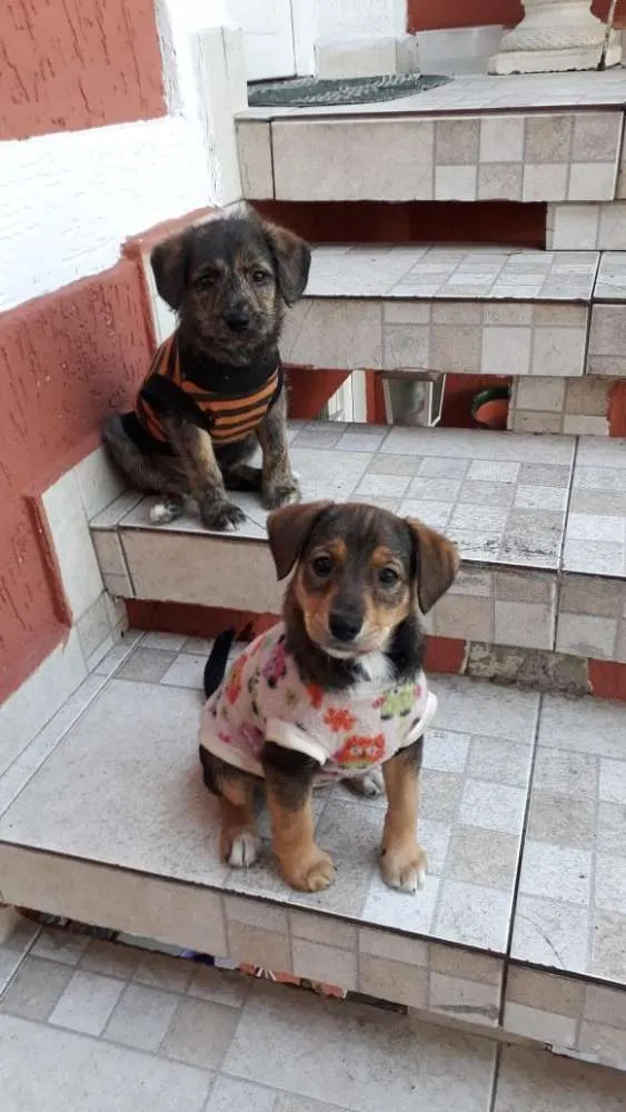 Cachorro ra a Srd idade 2 a 6 meses nome Kim