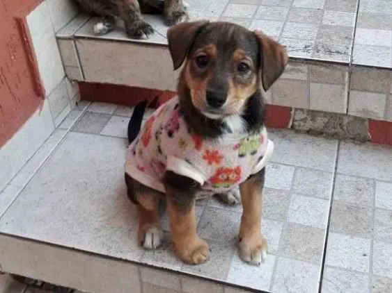 Cachorro ra a Srd idade 2 a 6 meses nome Kim