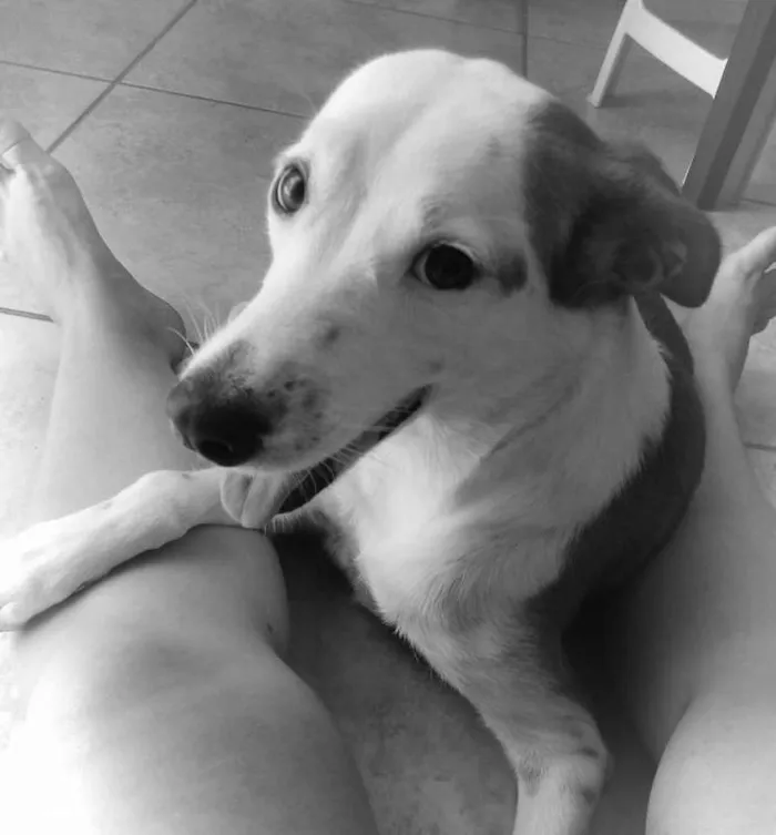 Cachorro ra a SRD idade 4 anos nome Lori