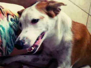 Cachorro raça SRD idade 4 anos nome Lori
