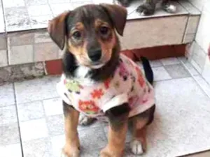 Cachorro raça Srd idade 2 a 6 meses nome Kim