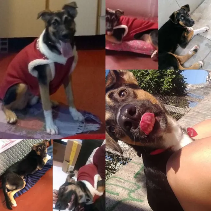 Cachorro ra a Pastor Alemão com vira lata idade 7 a 11 meses nome Milly