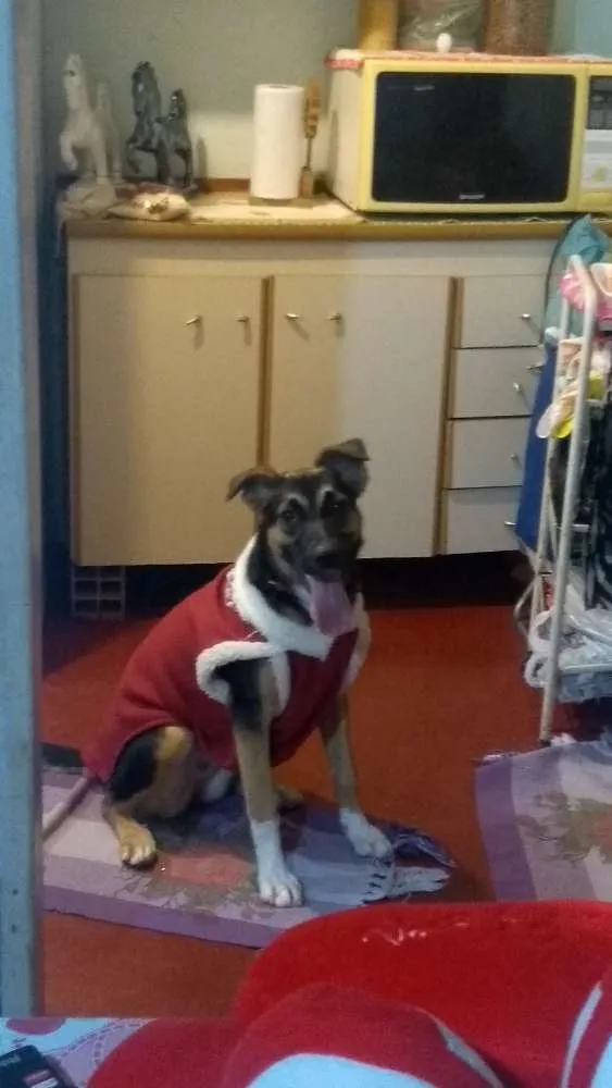 Cachorro ra a Pastor Alemão com vira lata idade 7 a 11 meses nome Milly