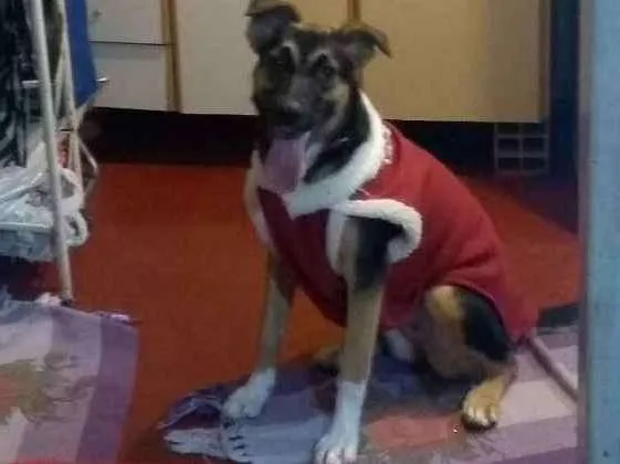 Cachorro ra a Pastor Alemão com vira lata idade 7 a 11 meses nome Milly