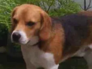 Cachorro raça Beagle idade 5 anos nome Brad