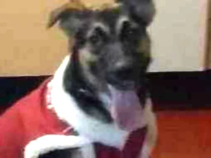 Cachorro ra a Pastor Alemão com vira lata idade 7 a 11 meses nome Milly