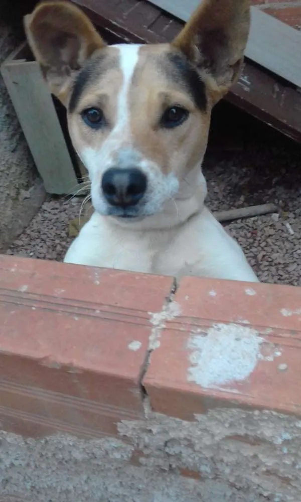 Cachorro ra a mestiço a put bull idade 1 ano nome Pingo