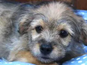Cachorro raça Srd idade 2 a 6 meses nome Beto